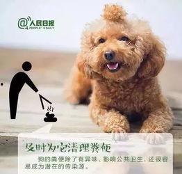 石家庄养狗最新爆料,最新爆料揭示养犬新动向